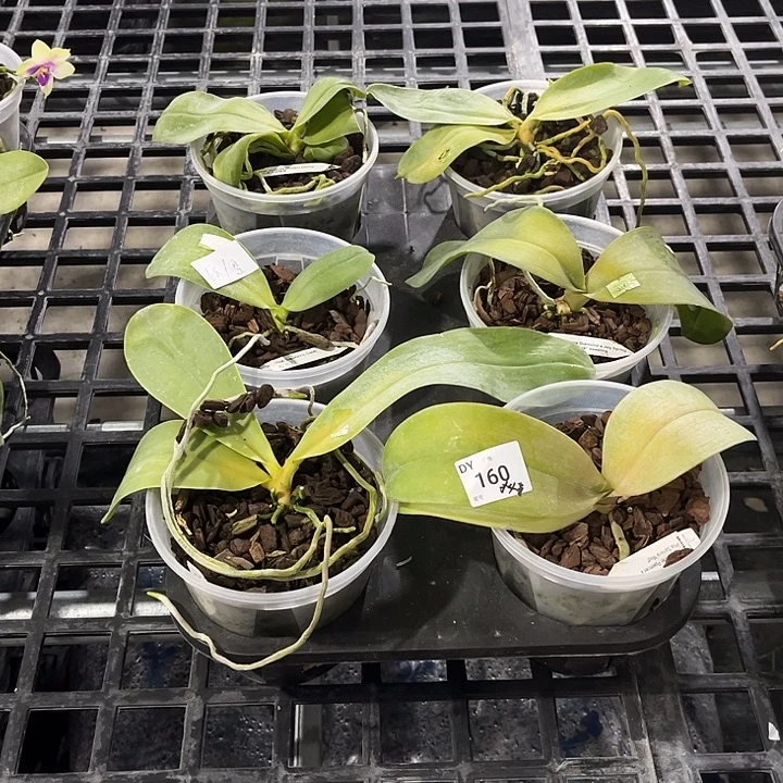 全部花苞160 叶黄烂根裸根发货任何理由都不售后