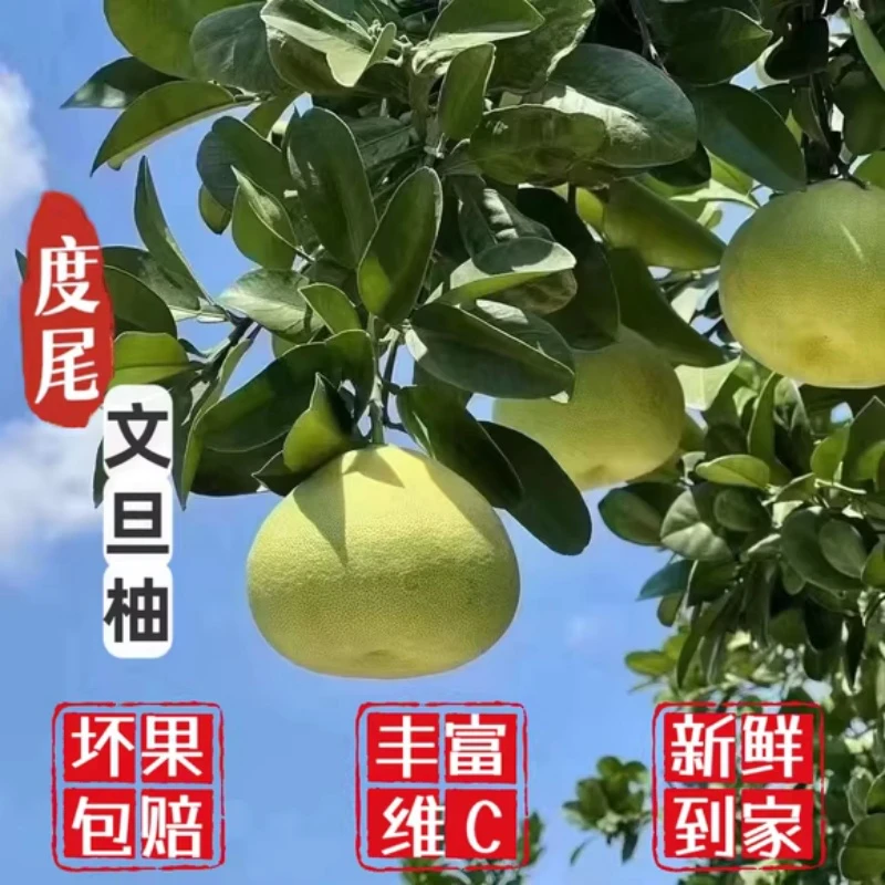 福建仙游度尾老树文旦柚子新鲜现摘多汁香甜孕妇无虾线时令水果
