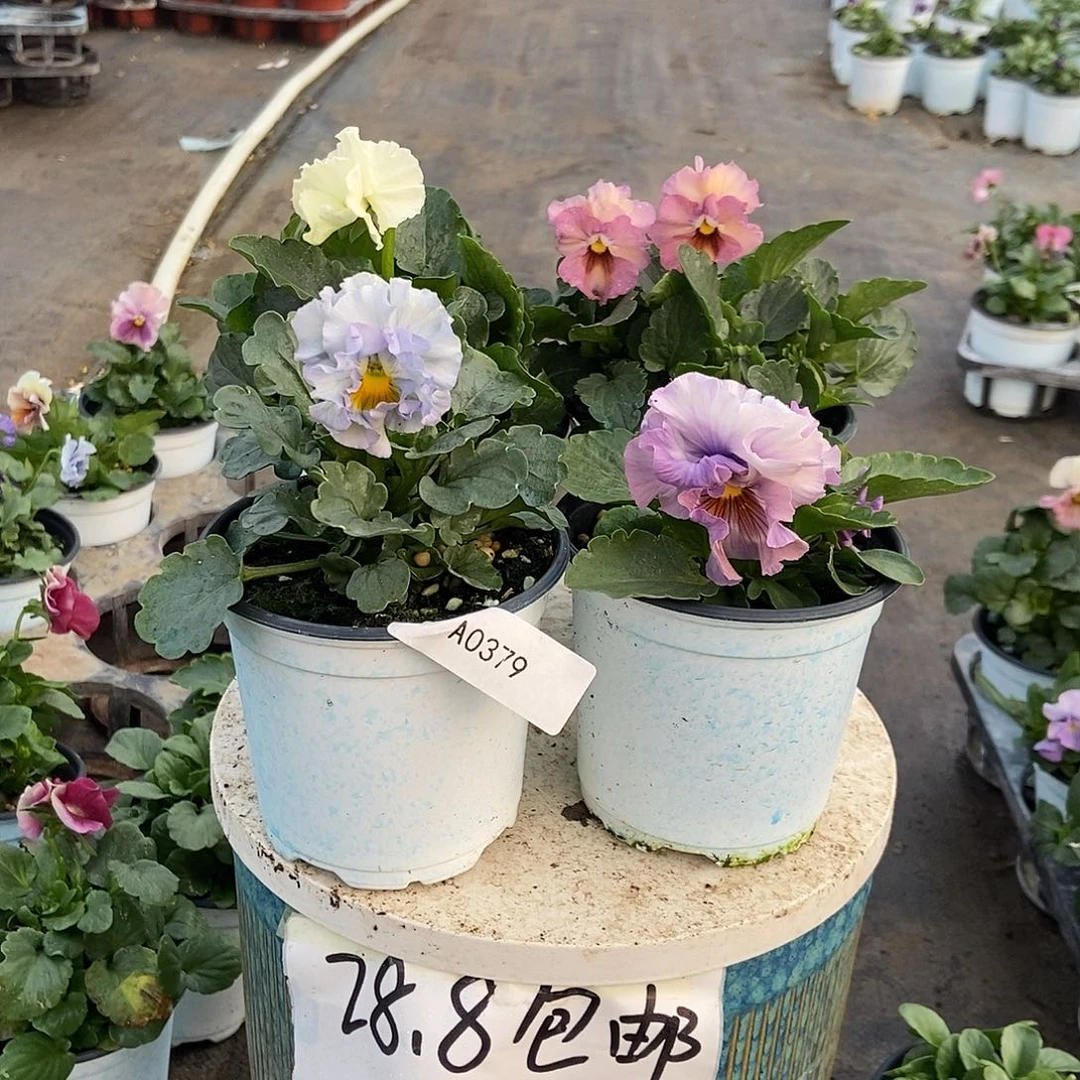 大部分花苞少量开放379