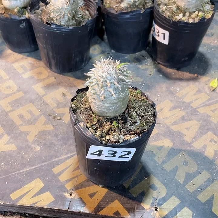 432惠比大黑块根植物