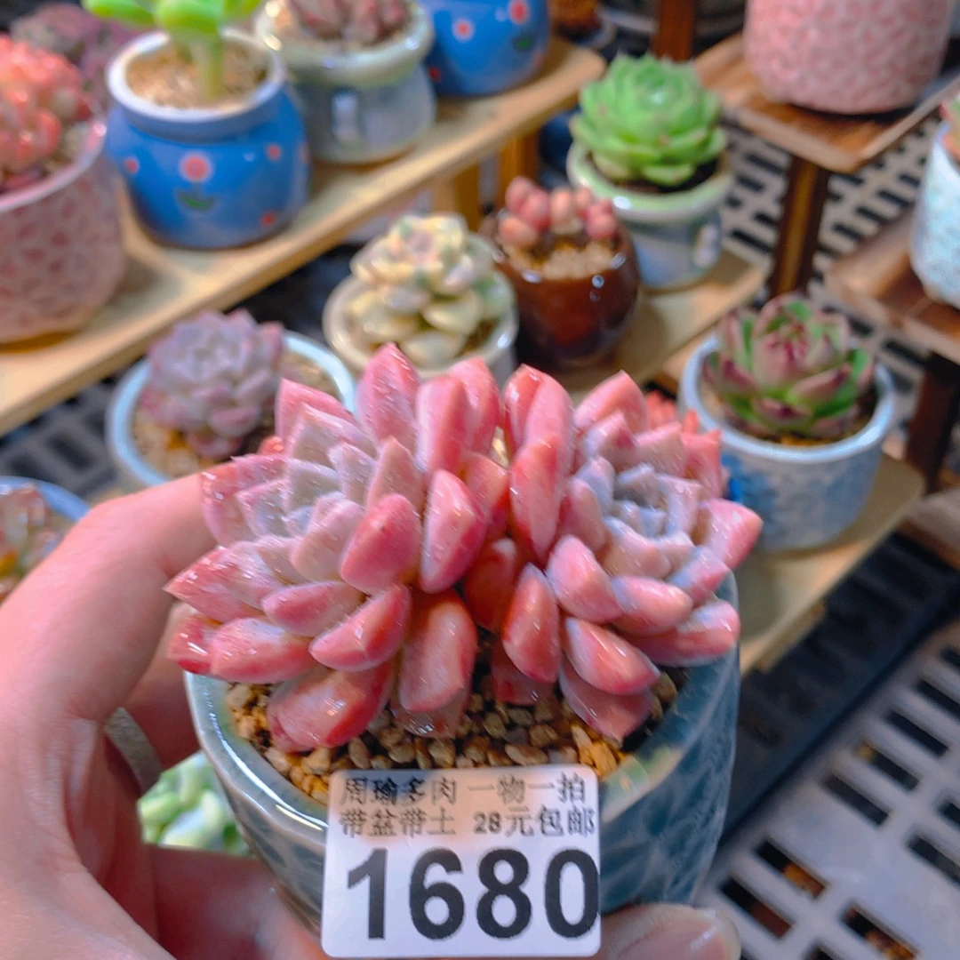 5厘米盆精控多肉1680