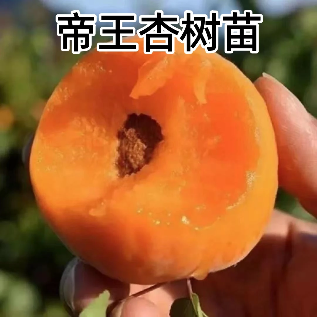 杏树苗嫁接帝王杏果树苗南北方庭院种植杏树苗地栽盆栽耐寒杏树苗