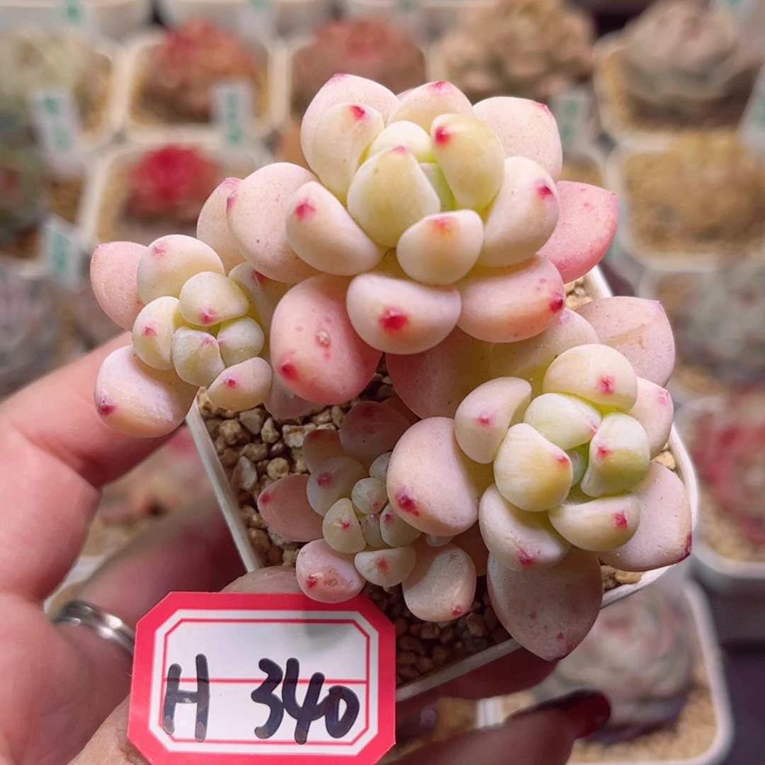 H340一物一拍 罗琦