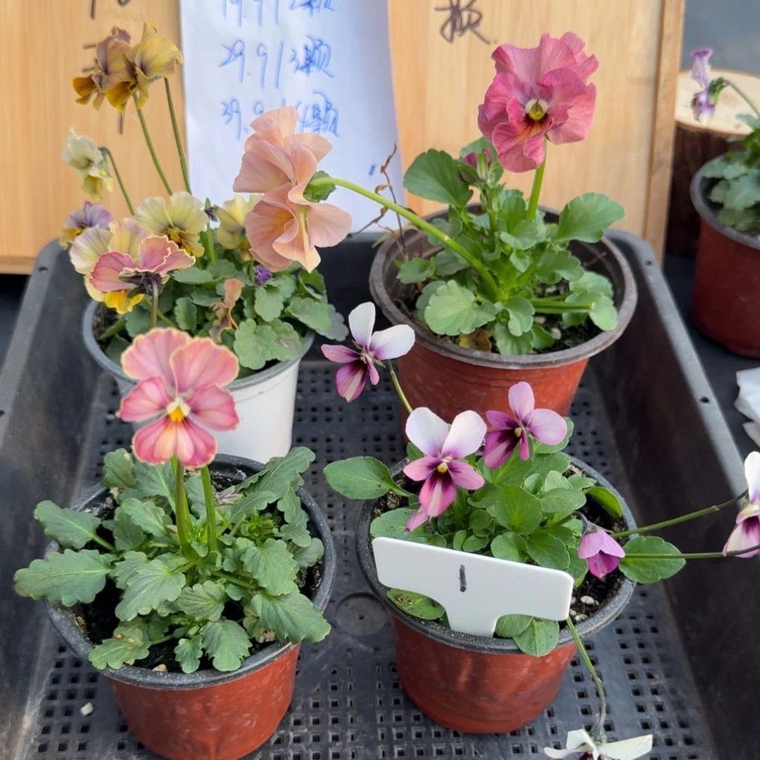 完全开放角堇小花1号