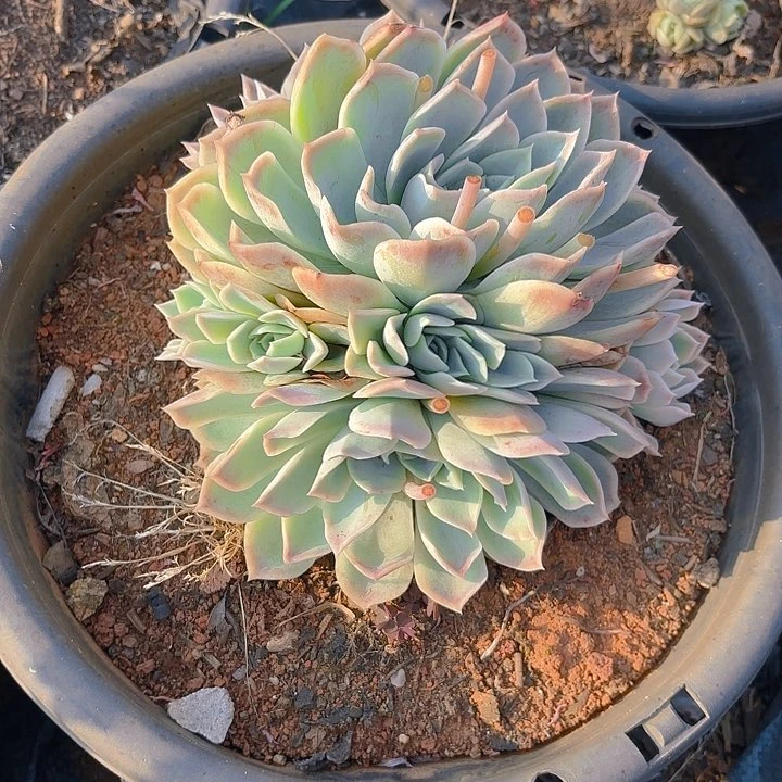 多肉植物。。。。。。。。。。。。。