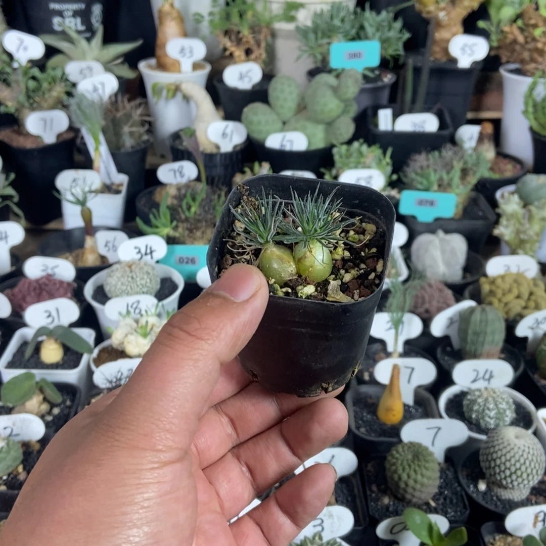 双头迷你海葱一个