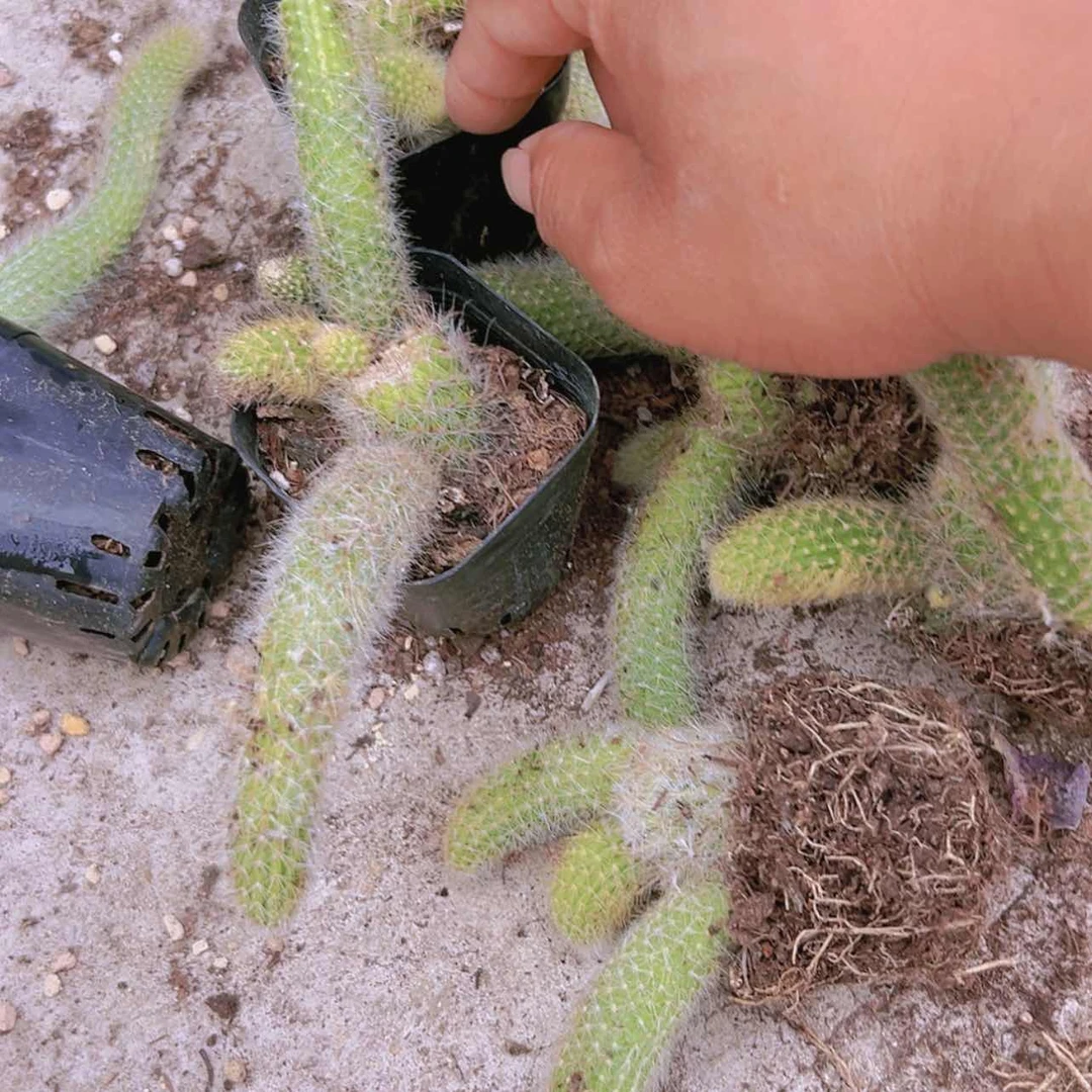 【闪购商品】九尾狐6盆偏远不拍