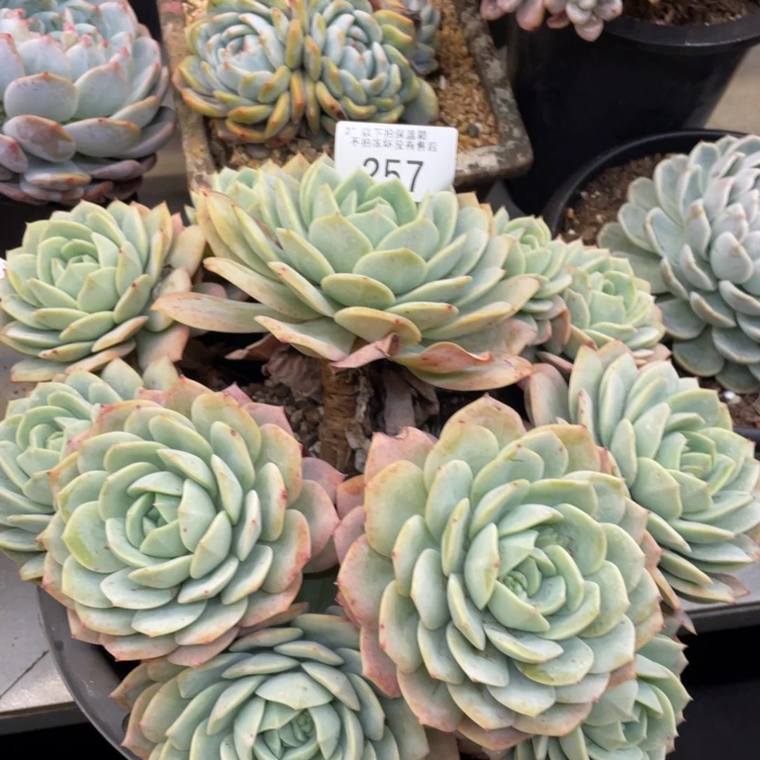 黑大帅多肉257恋曲