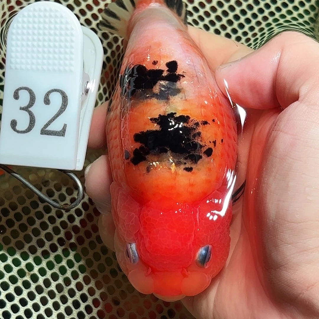 金鱼拍包装箱包邮，没拍包装箱发顺丰到付