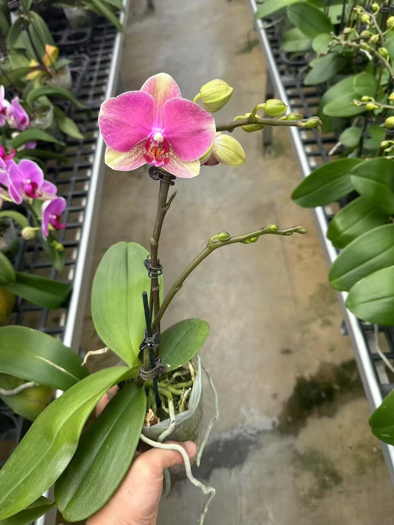 【只发新疆 新疆包邮】2颗双梗多彩蜜桃，蝴蝶兰，单颗