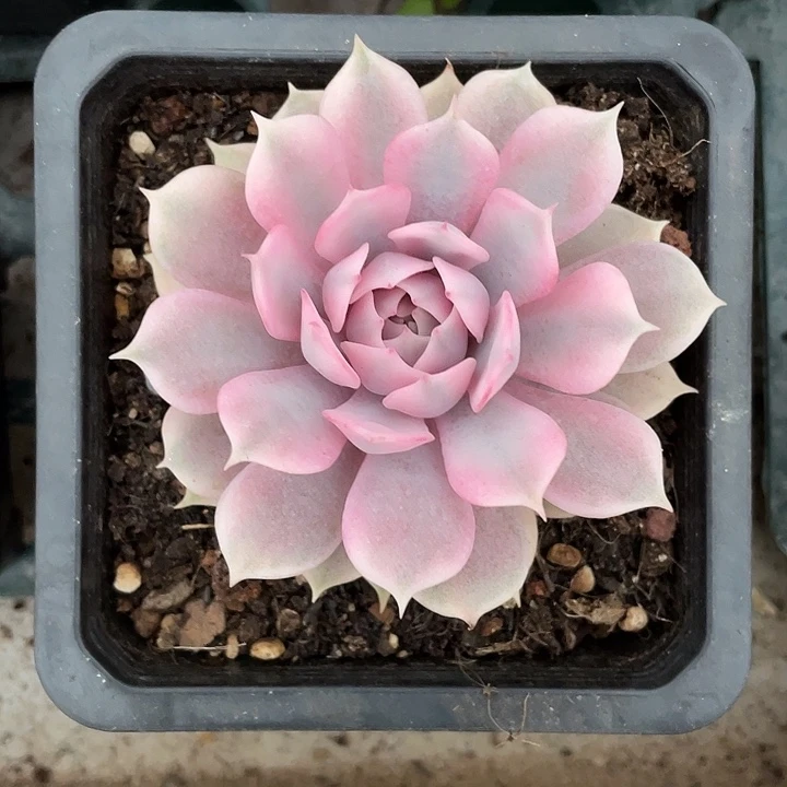 粉蝶锦一物一拍锦龙