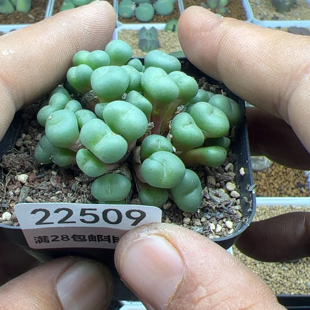 谦**沉大家过年好22509