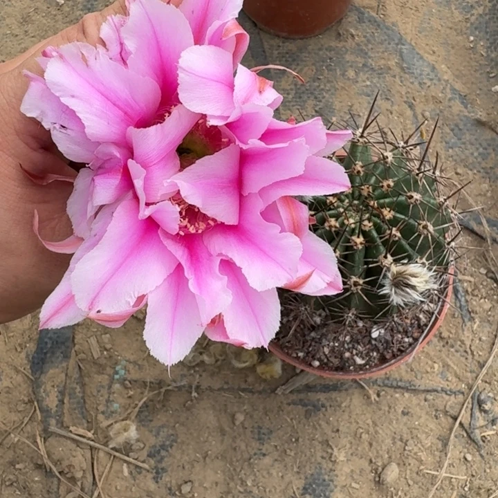 479实生彩草瘦脱土掰花斑