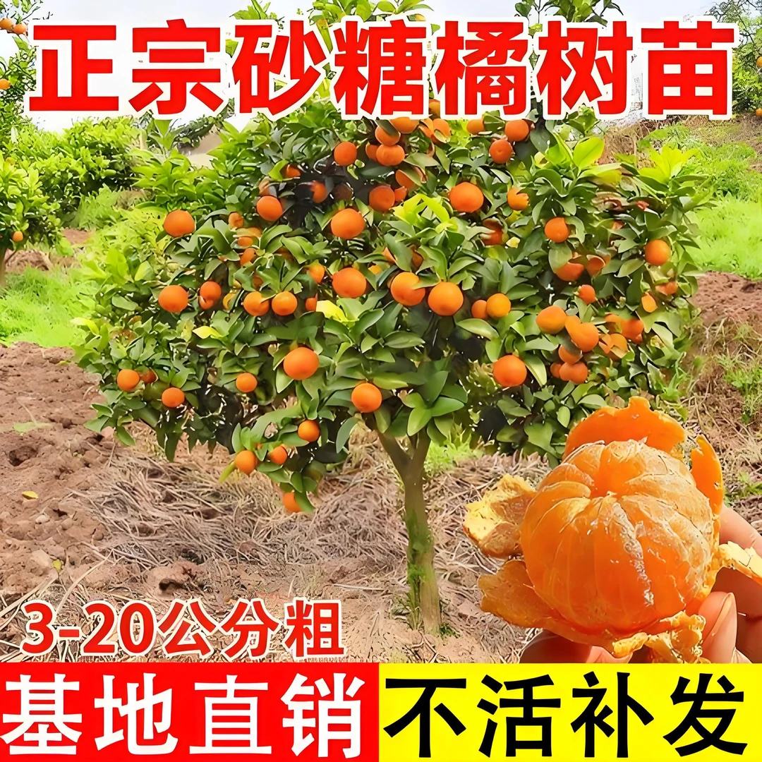 广西无籽砂糖橘沃柑树苗盆栽带果室外耐寒花卉绿植橘子盆景