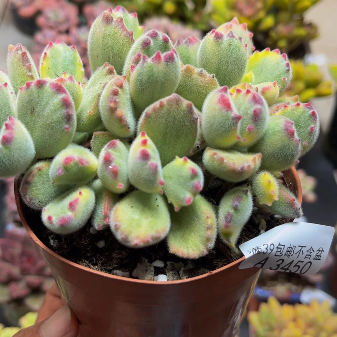 3450彩熊10cm多肉不包整