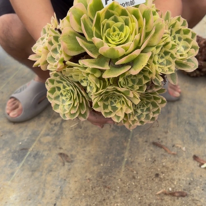 瑞妈多肉园艺289雨荷