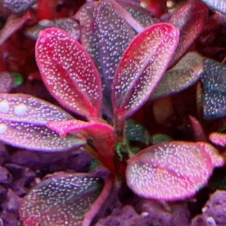 福利35号福利价植物一头（梅花）