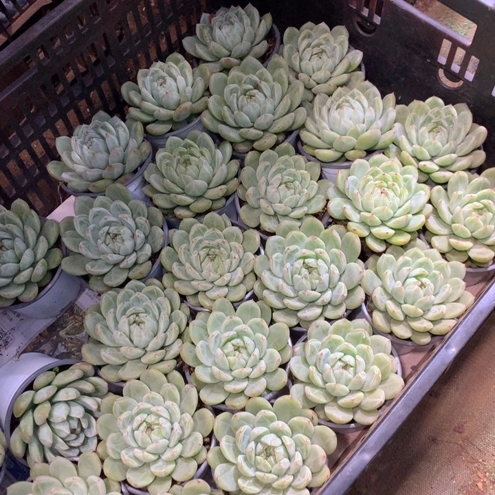 雪花珍妮两单包邮多肉植物