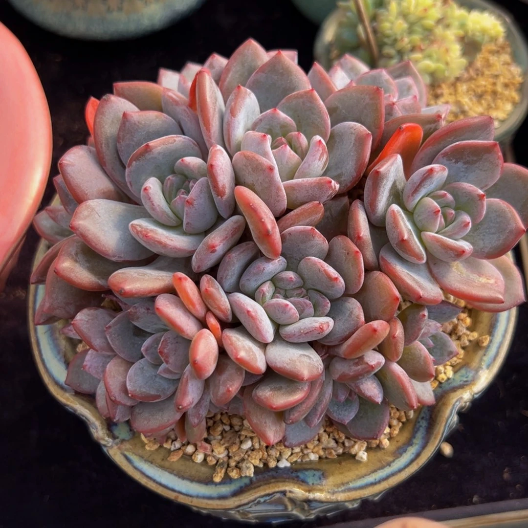 星影 ， 新年快乐 新年快乐
