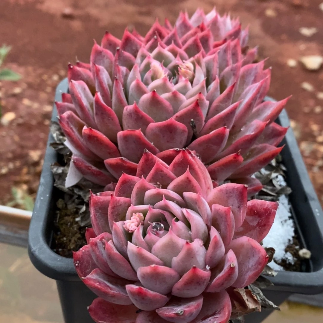 无*8643杂交精品多肉老桩