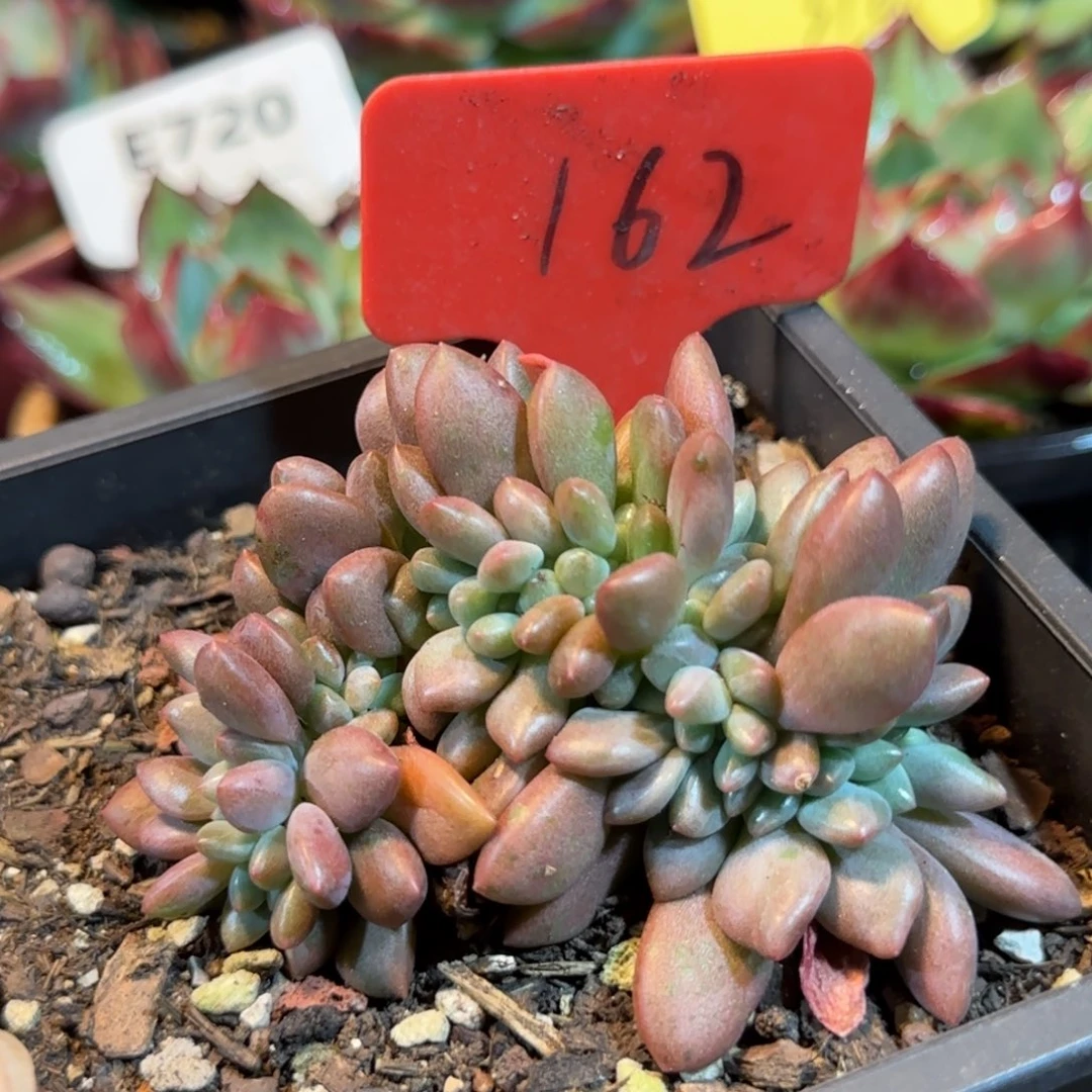 桃花源缀惊鸿一物一拍包装收缩花旱花162