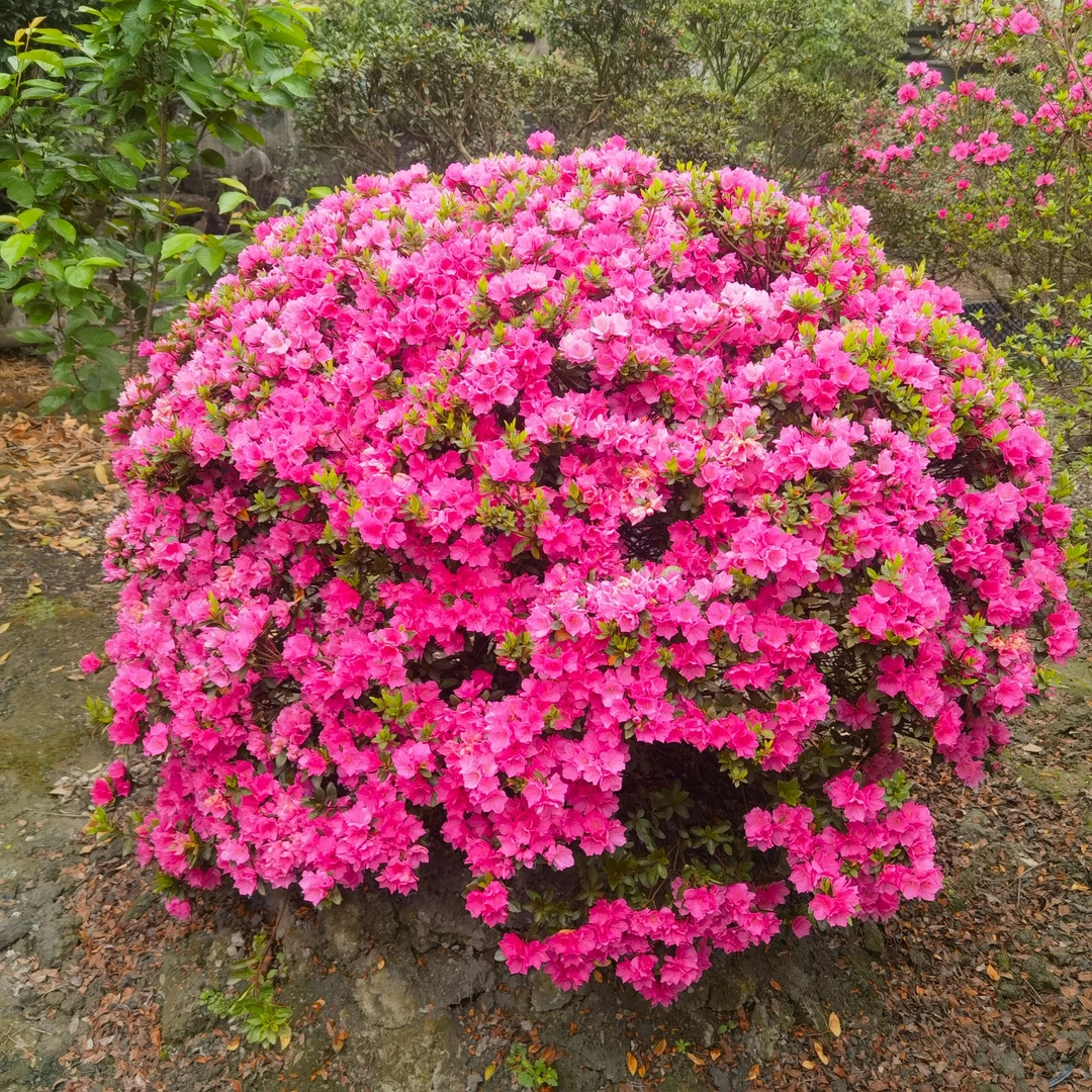 【一物一拍】精品杜鹃花庭院种植耐寒耐高温易养活