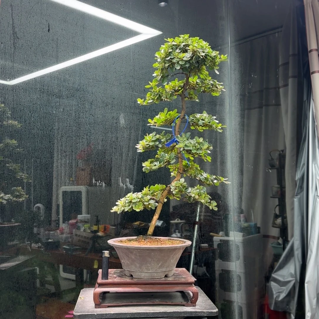 琪***琪无花朵花卉苗木4735