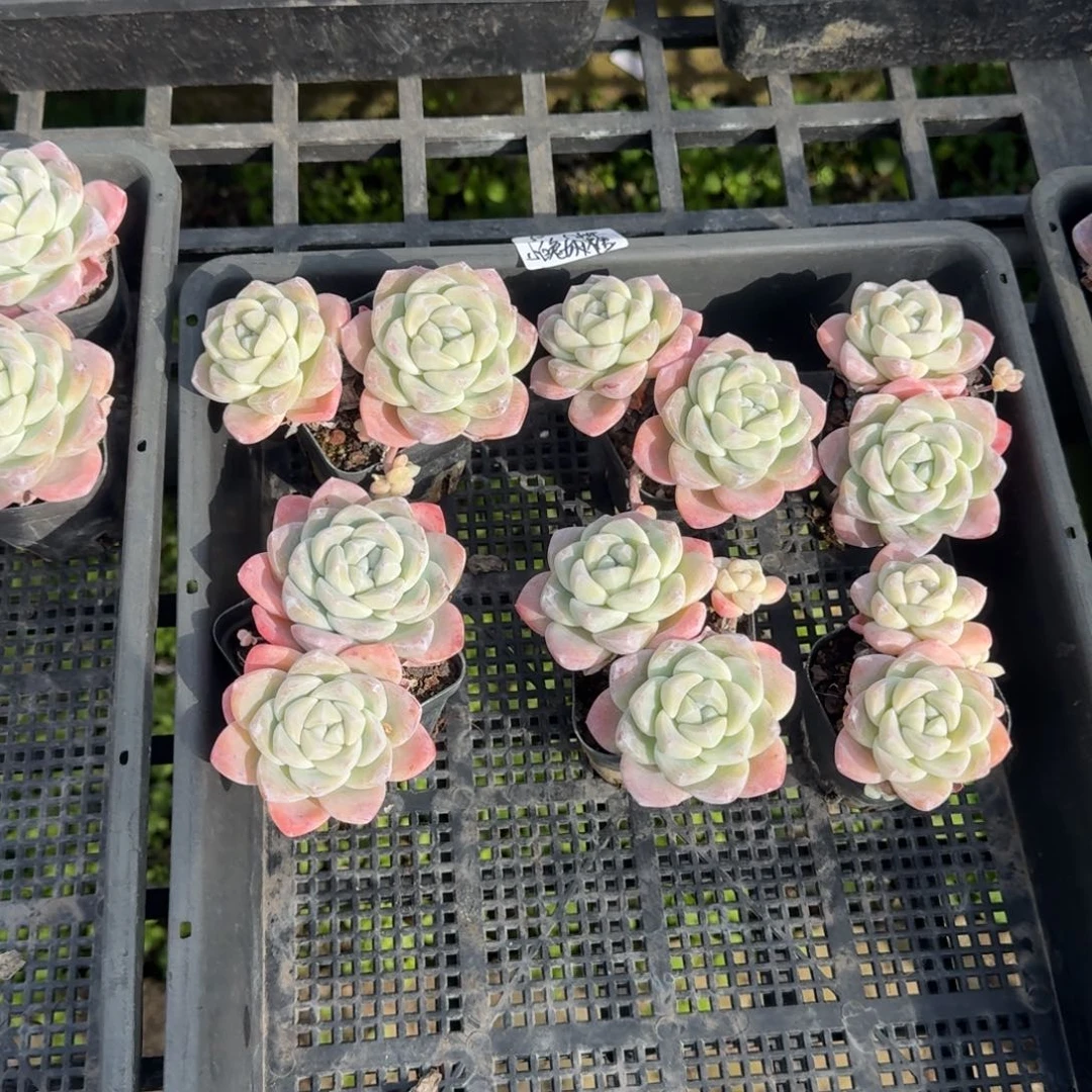 小****?小白兔奶糖冰玉双头6棵