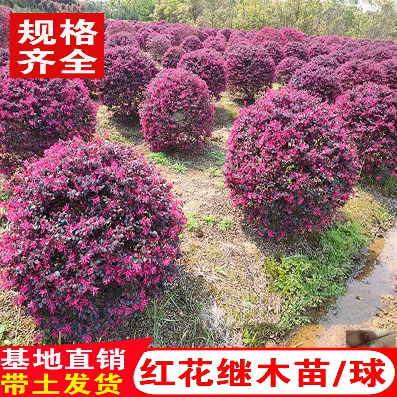 红花继木庭院四季常青庭院花卉植物
