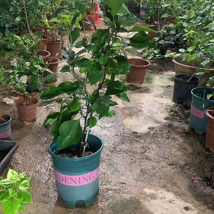 当前无花栽培后可以开花澄口红