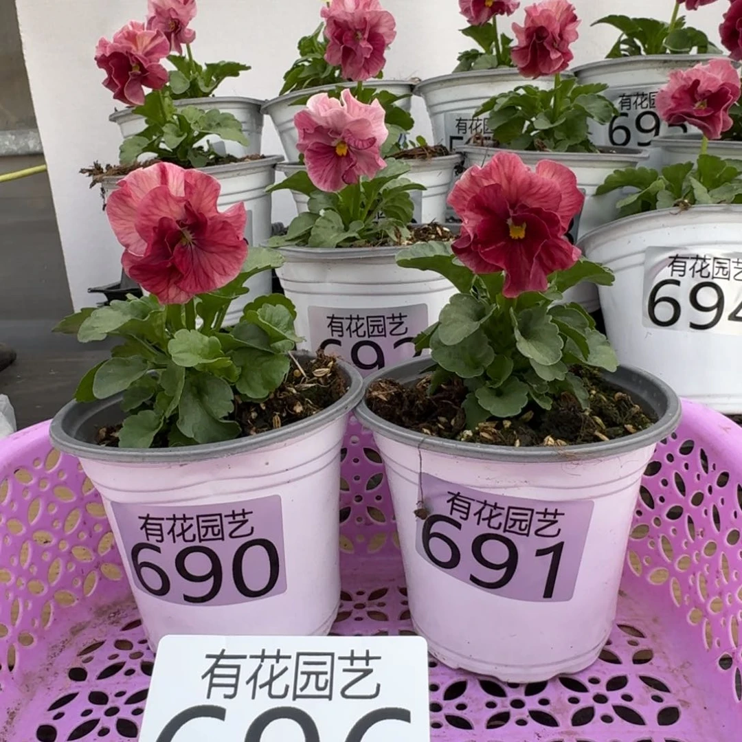 无花朵皆**上696号角堇