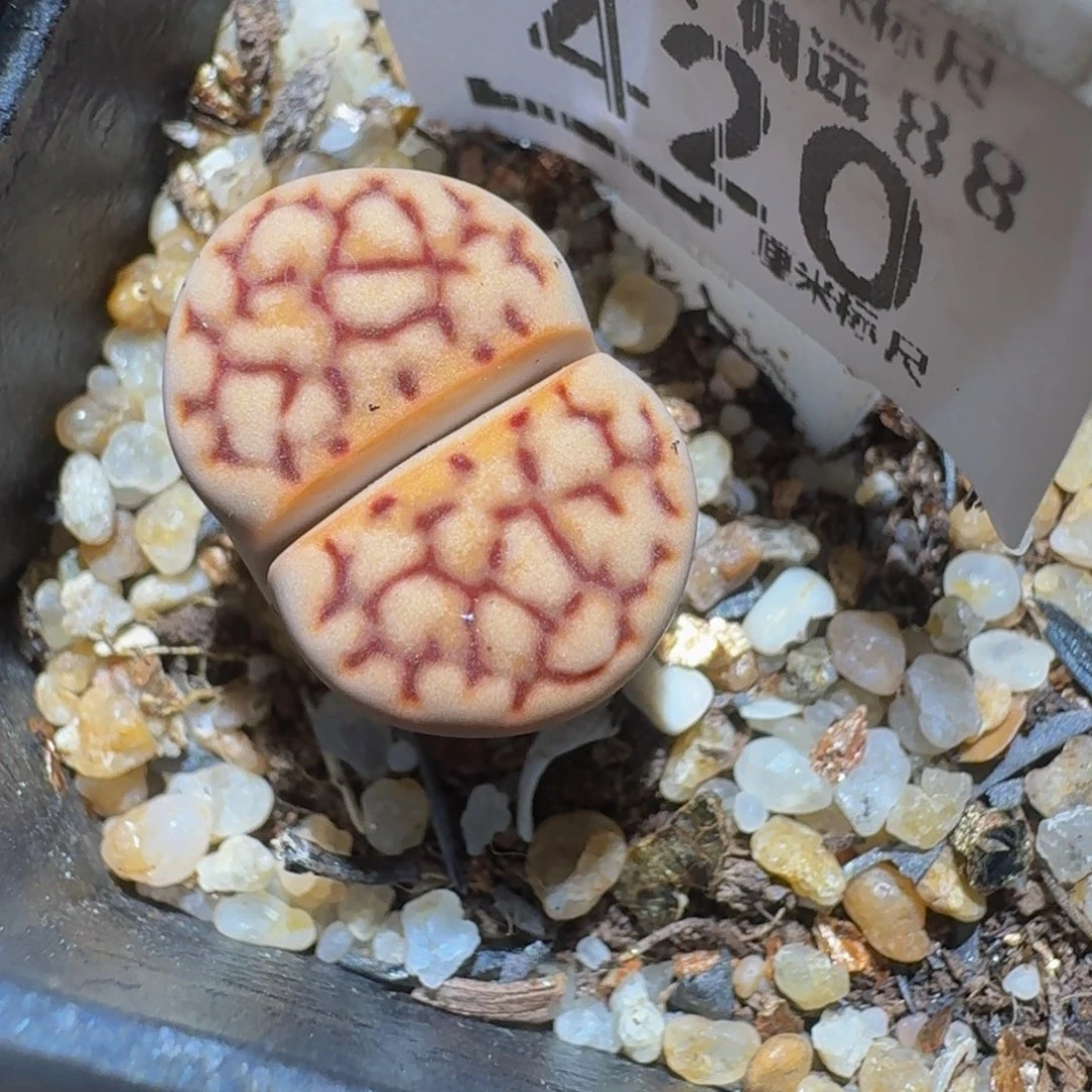 zzzzz精品生石花420