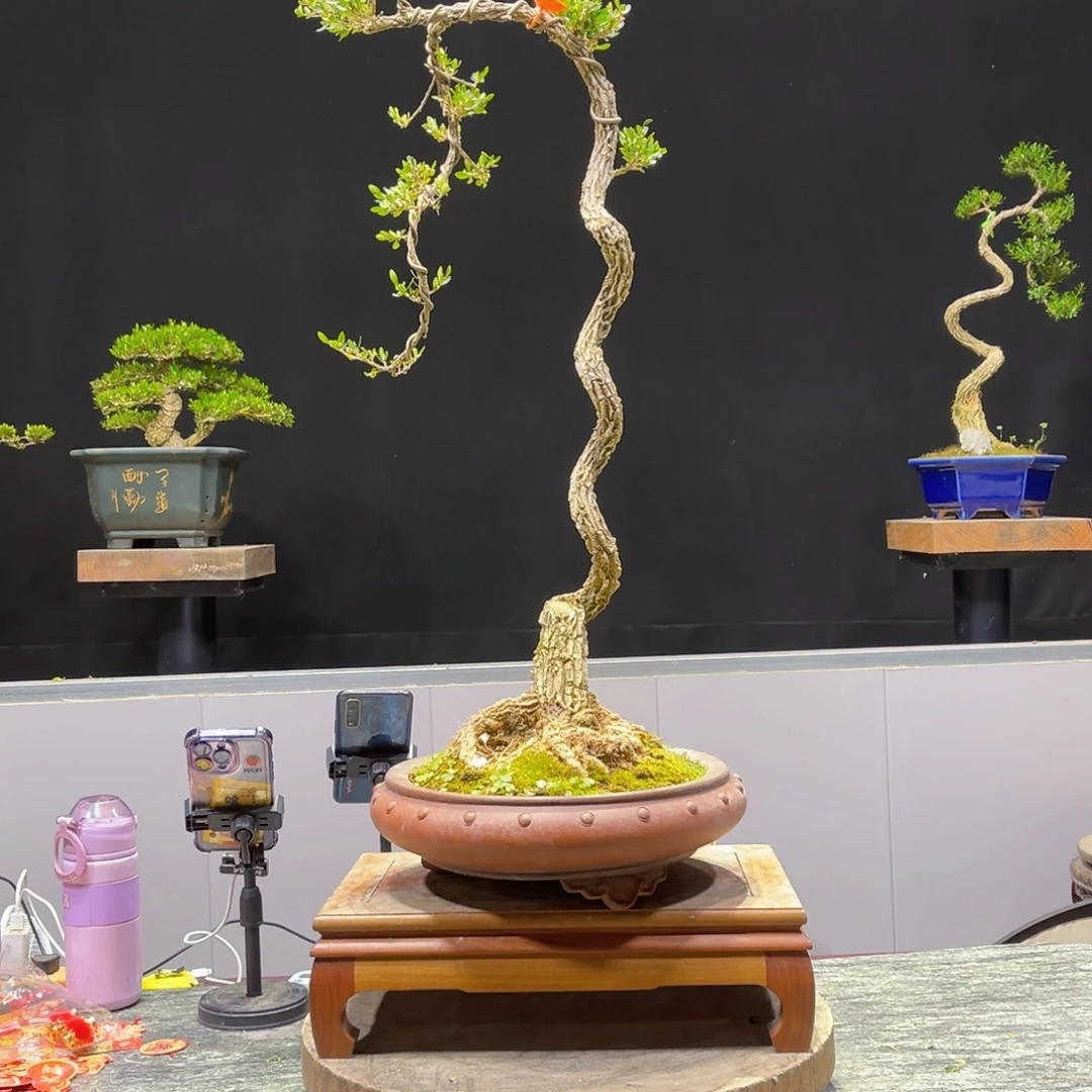 黄杨绿植盆景雀舌软枝卖****）