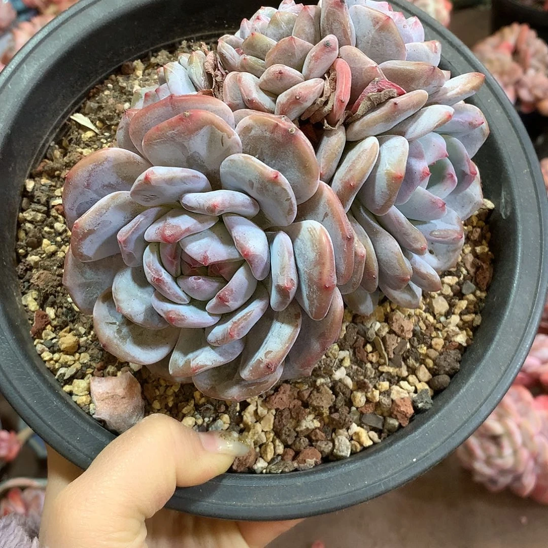 哈哈哈哈哈哈哈石榴籽冰玉