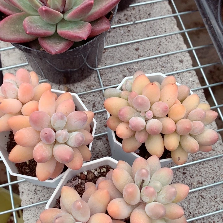 汤圆。