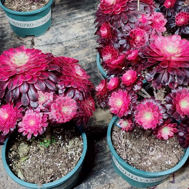 19老庄多肉法师组合