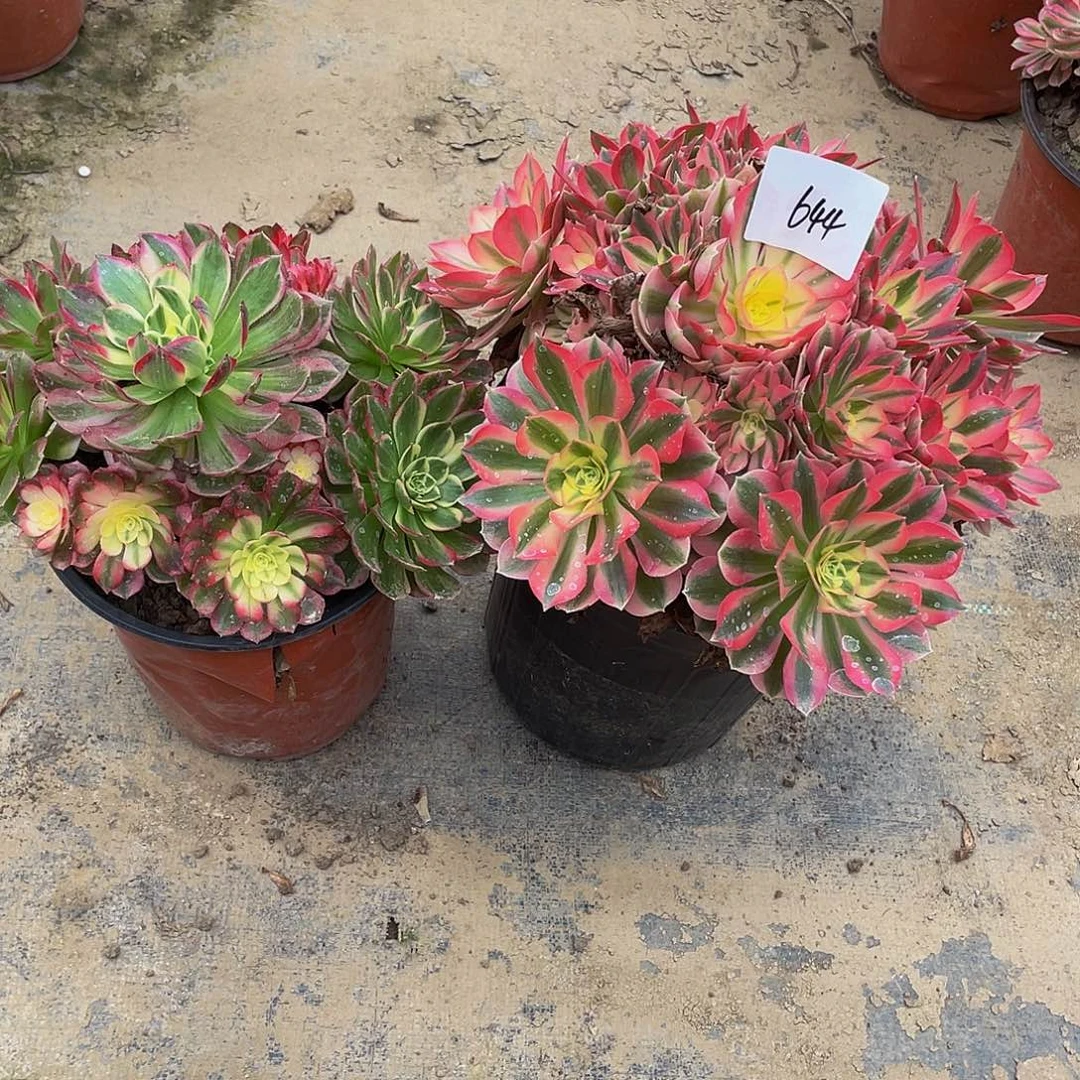 多肉法师644号粉女巫➕海鲜发货不包损