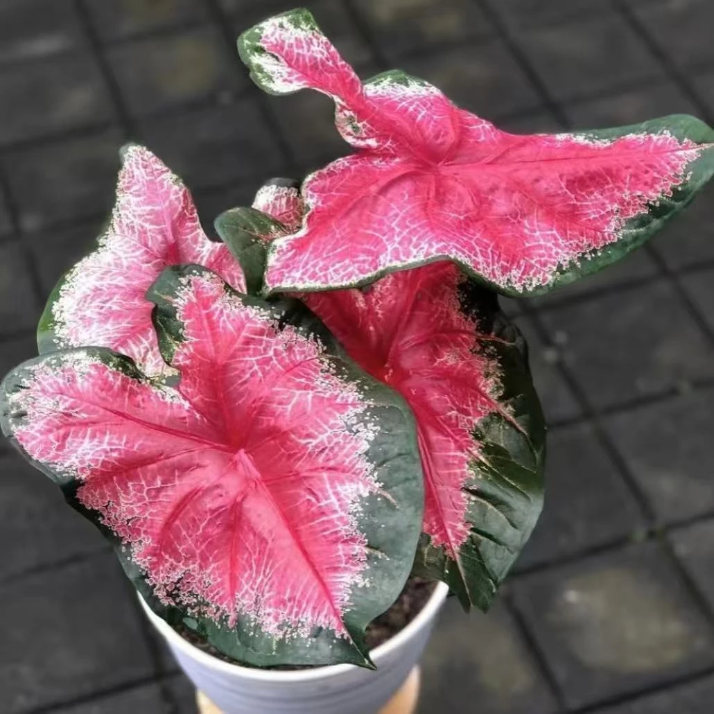 红桃A彩叶芋原盆原土室内好养耐热观叶植物懒人绿植盆栽