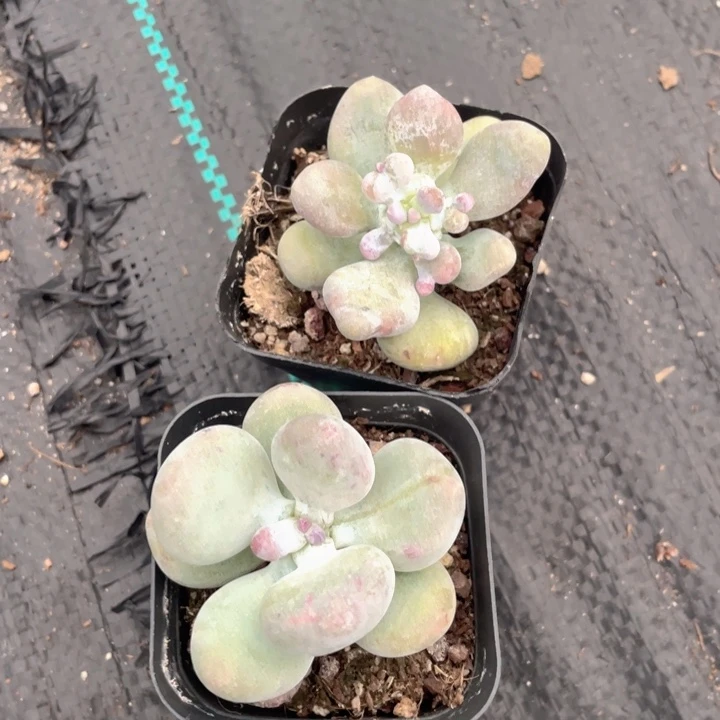 贾***悦一我一拍满18包邮2颗满18