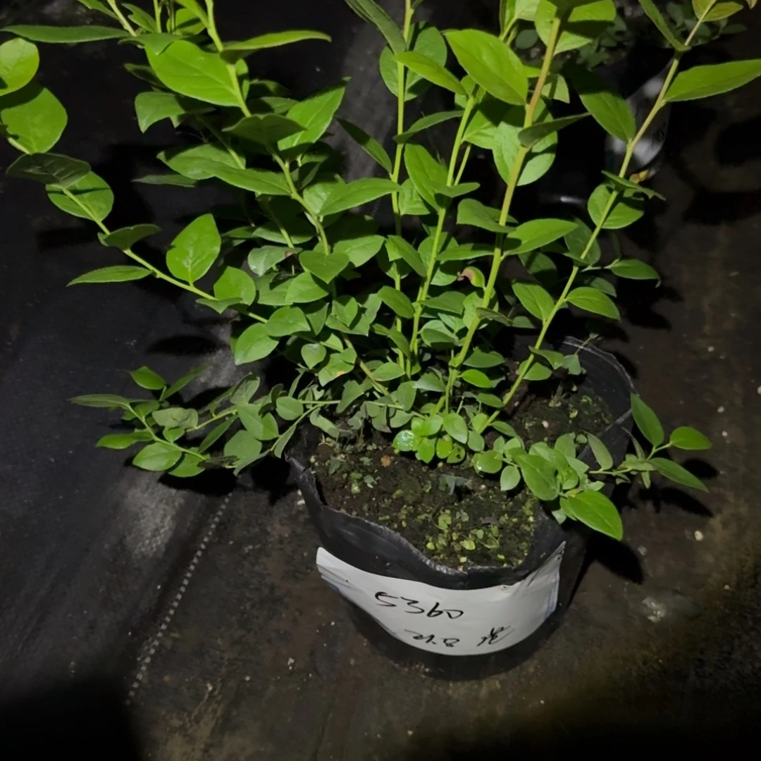 ღ***ᐝ中钵花香一物一拍5360