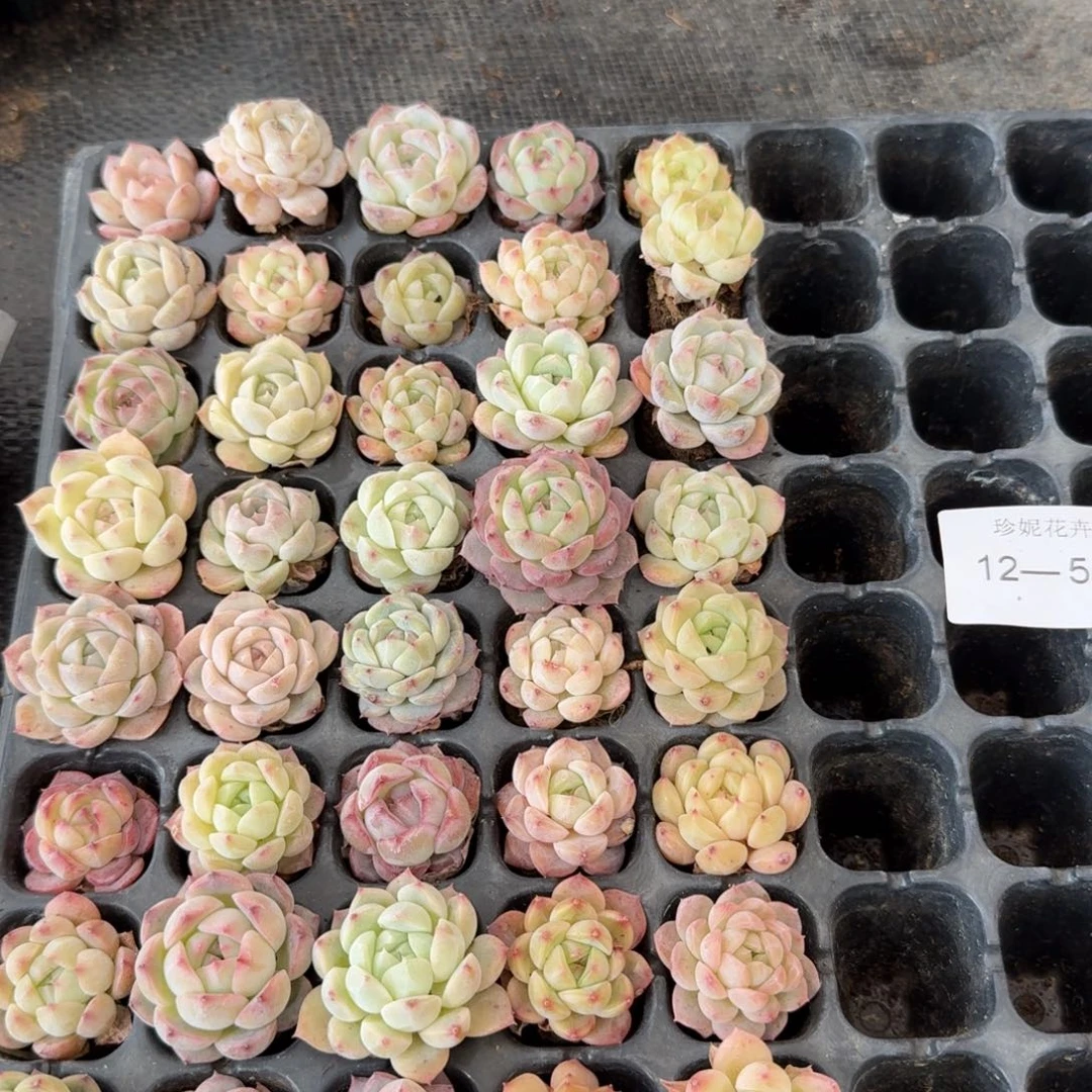 12-5美尼珍妮糖心量拍