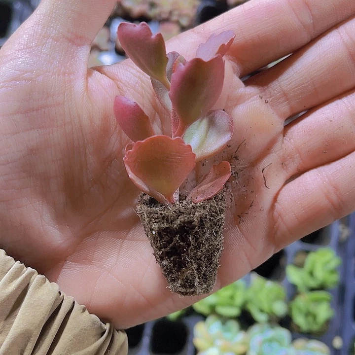 精品珠帘多肉植物