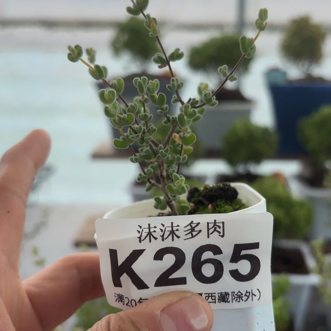 265小月曲枝干番心福利