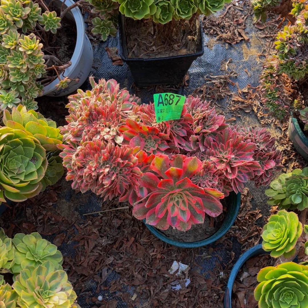 粉女郎缀化法师1-5