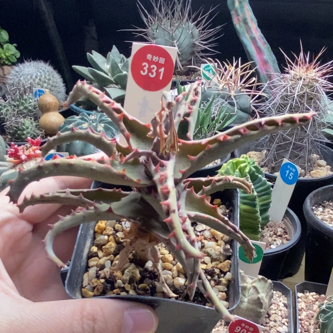 卡萨帝芦荟一棵仙人球