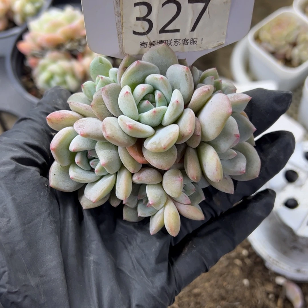 红陶?****327号多肉植物