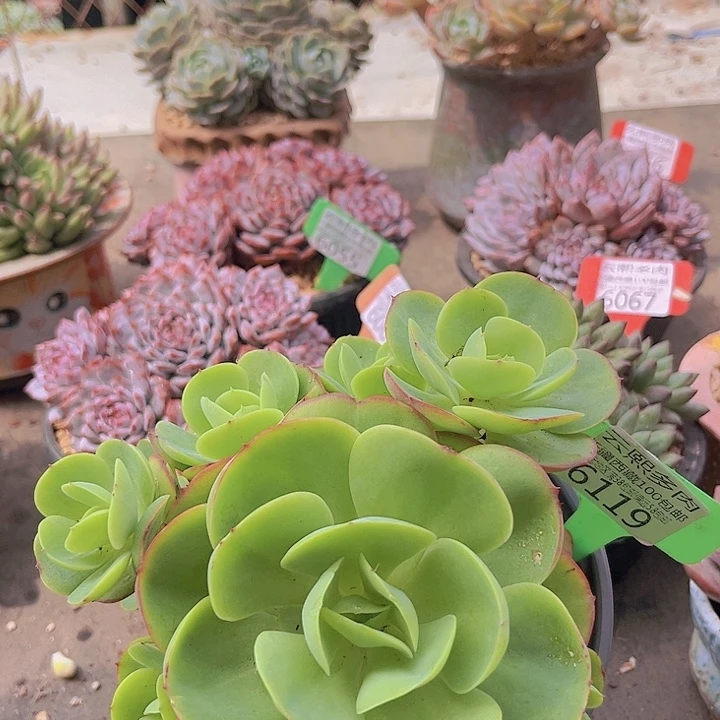 6119碧桃。