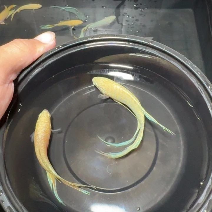 紫***晨斗鱼直播间对图白蛇33