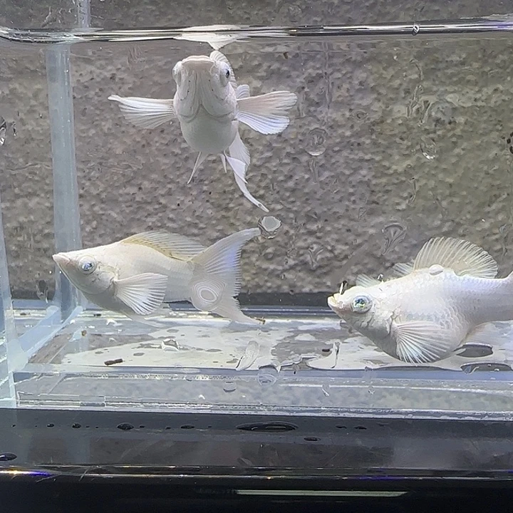 黑玛丽鱼瓷白2对。84号