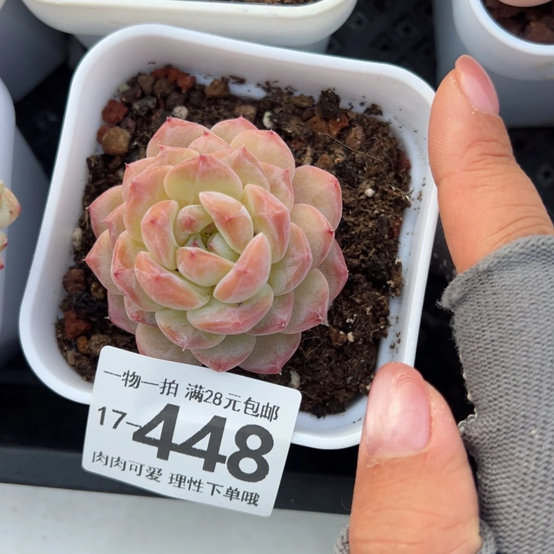 冰魄多肉多肉多肉多